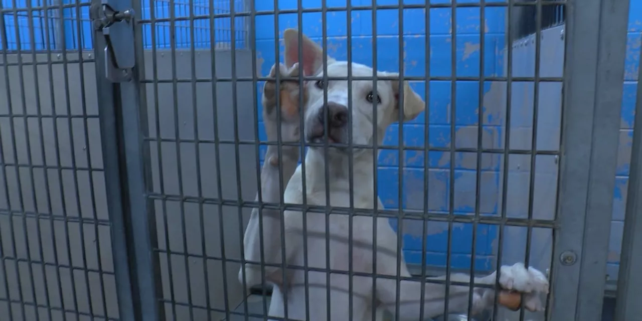 Montgomery Humane Society faces uptick in animal intake