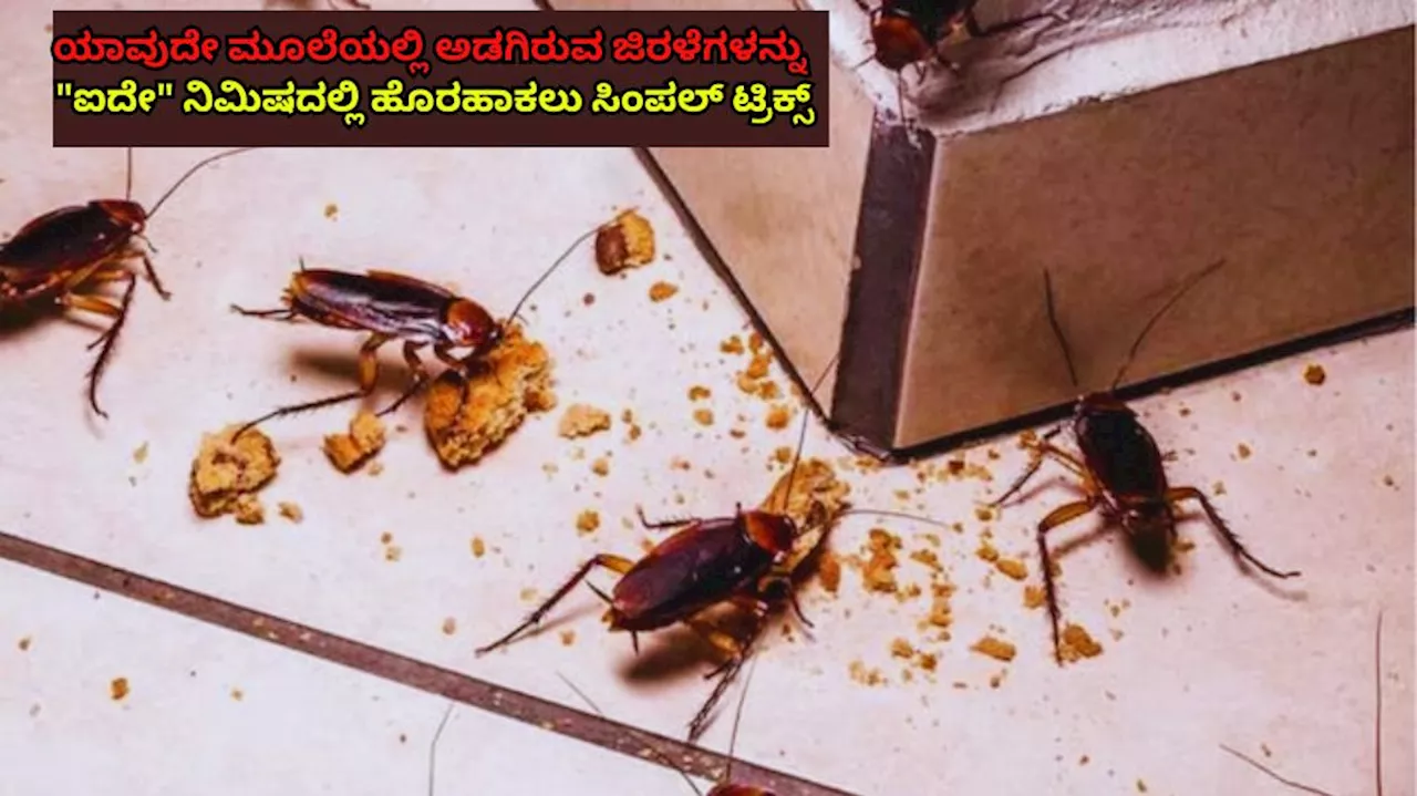 ಮನೆಯ ಮೂಲೆ ಮೂಲೆಯಲ್ಲಿ ಅವಿತಿರುವ ಜಿರಳೆಗಳನ್ನು 5 ನಿಮಿಷದಲ್ಲಿ ಹೊರಹಹಾಕಲು ಸಿಂಪಲ್ ಟ್ರಿಕ್