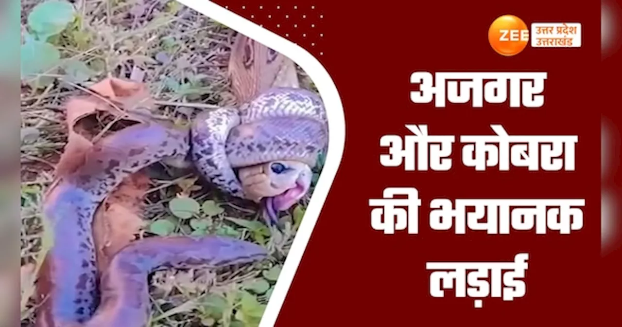 Python & Cobra Fight Video: अजगर से भिड़ गया कोबरा, फिर देखिए कौन किस पर पड़ा भारी