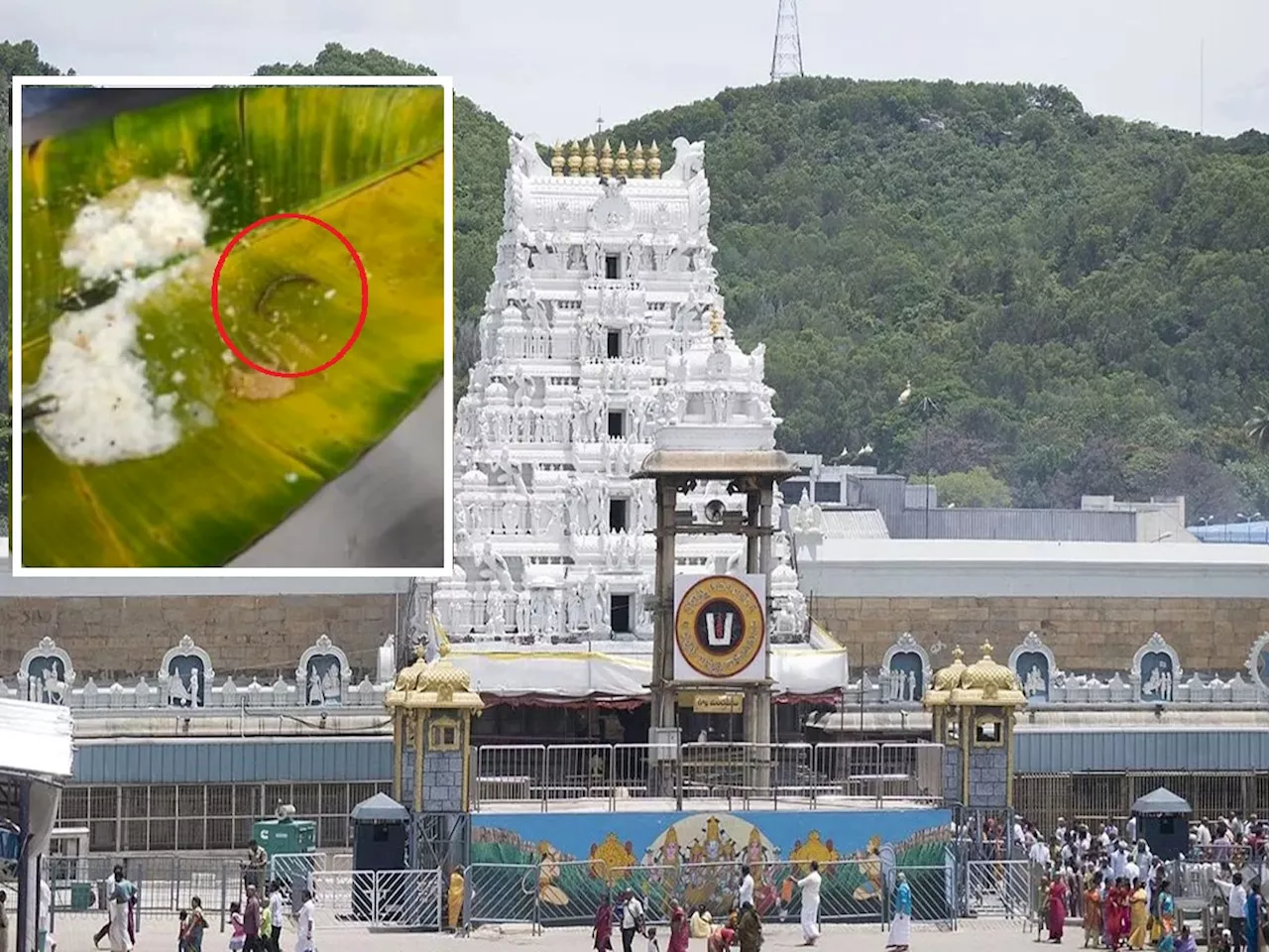 Tirupati Video : तिरुपती प्रसाद लाडू प्रकरणानंतर पुन्हा नवा वाद; प्रसादात किडे आढळल्याचा भक्ताचा दावा