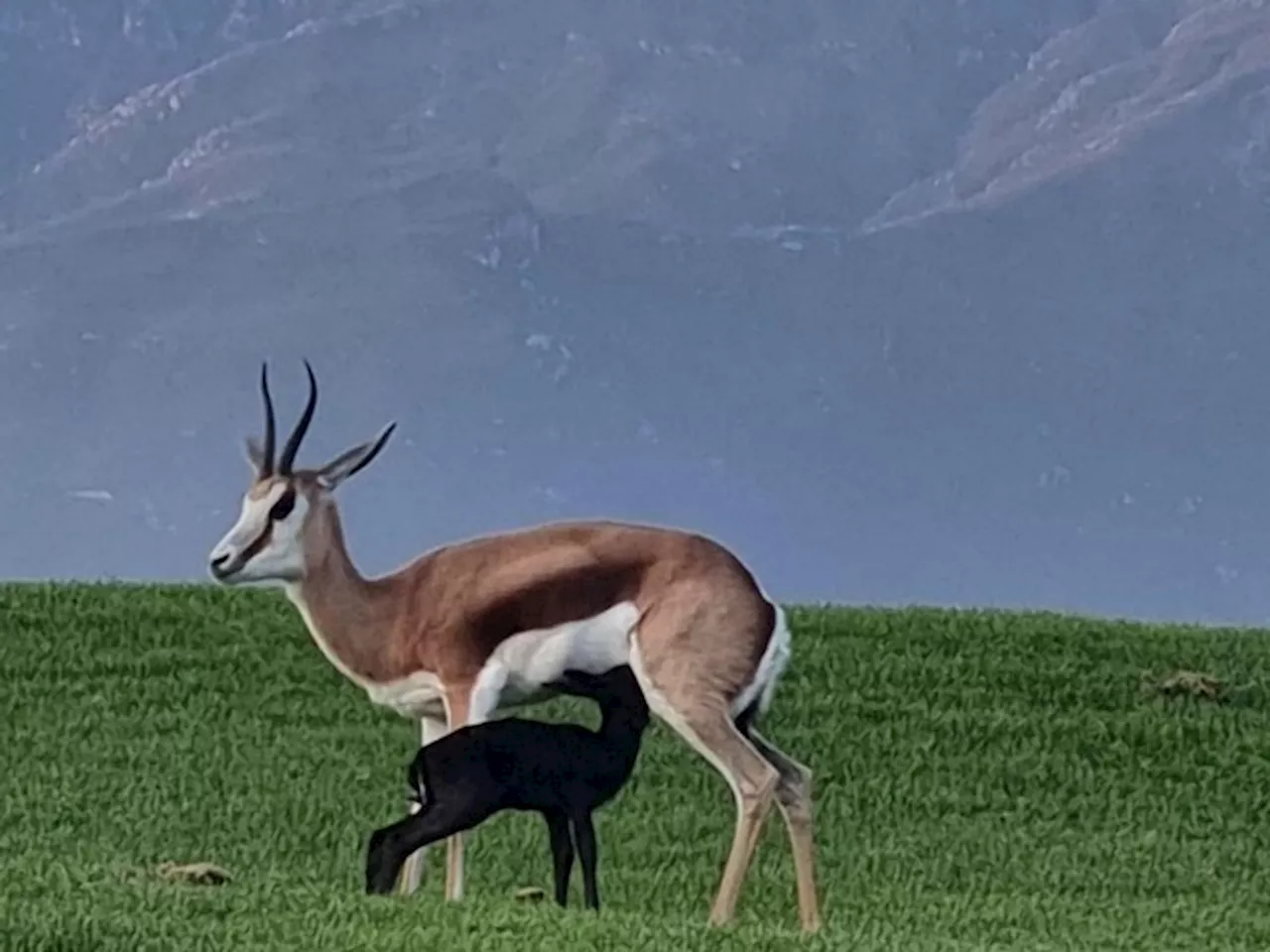 Rare Black Springbok Born At South African Golf Estate