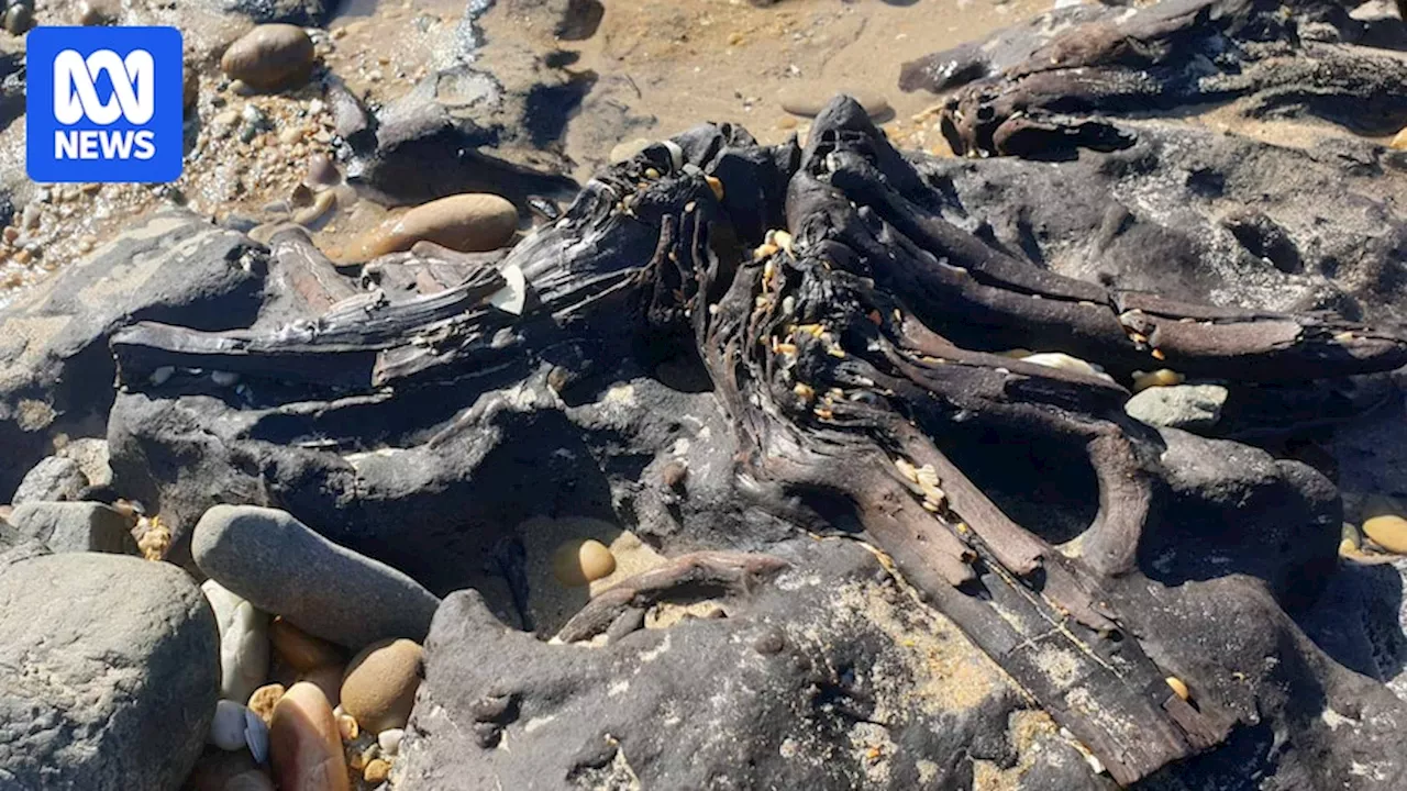 School holiday makers delight as an ancient forest of 'elder trees' emerges on a Tasmanian beach