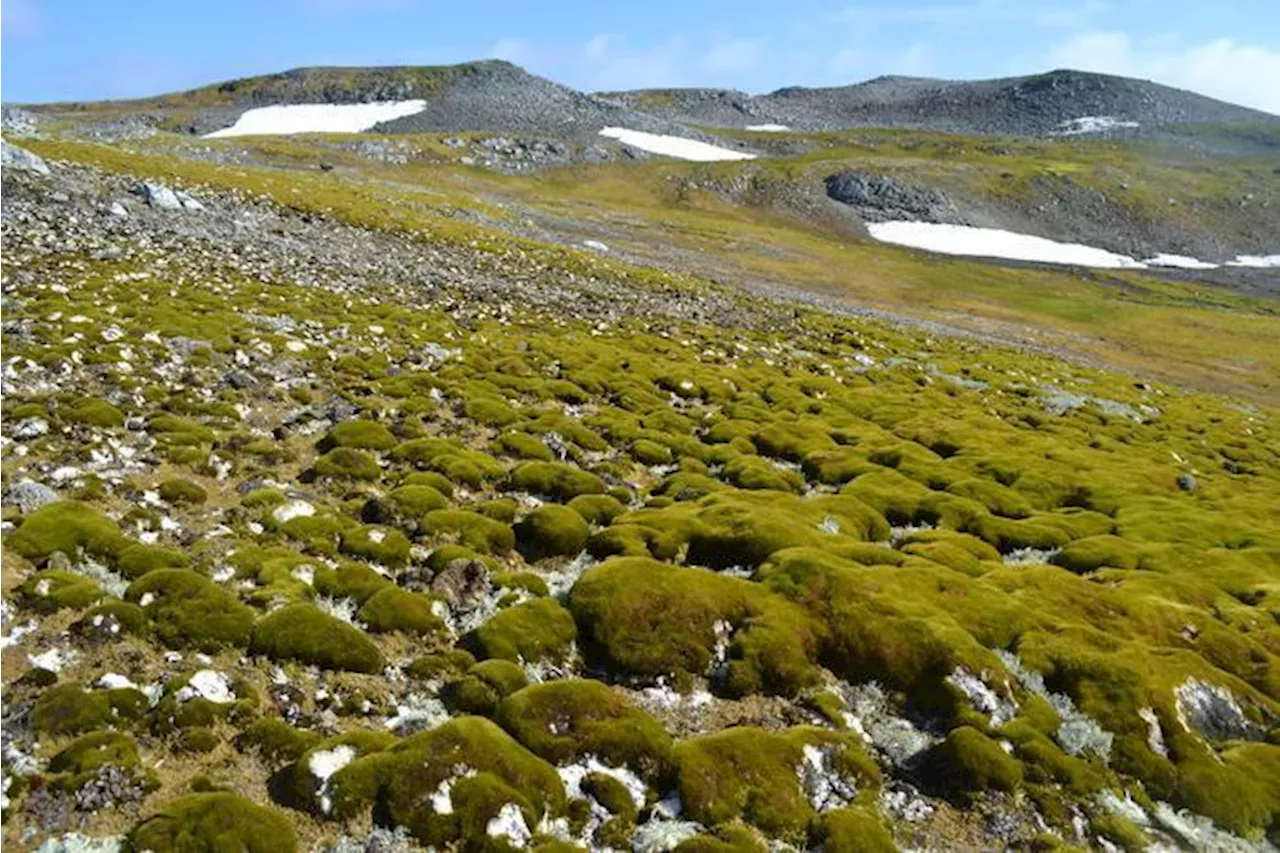 La Antártida se pone cada vez más verde