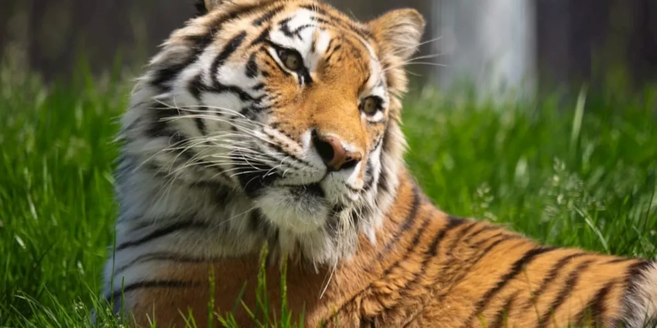 Alaska Zoo prepares for new tiger