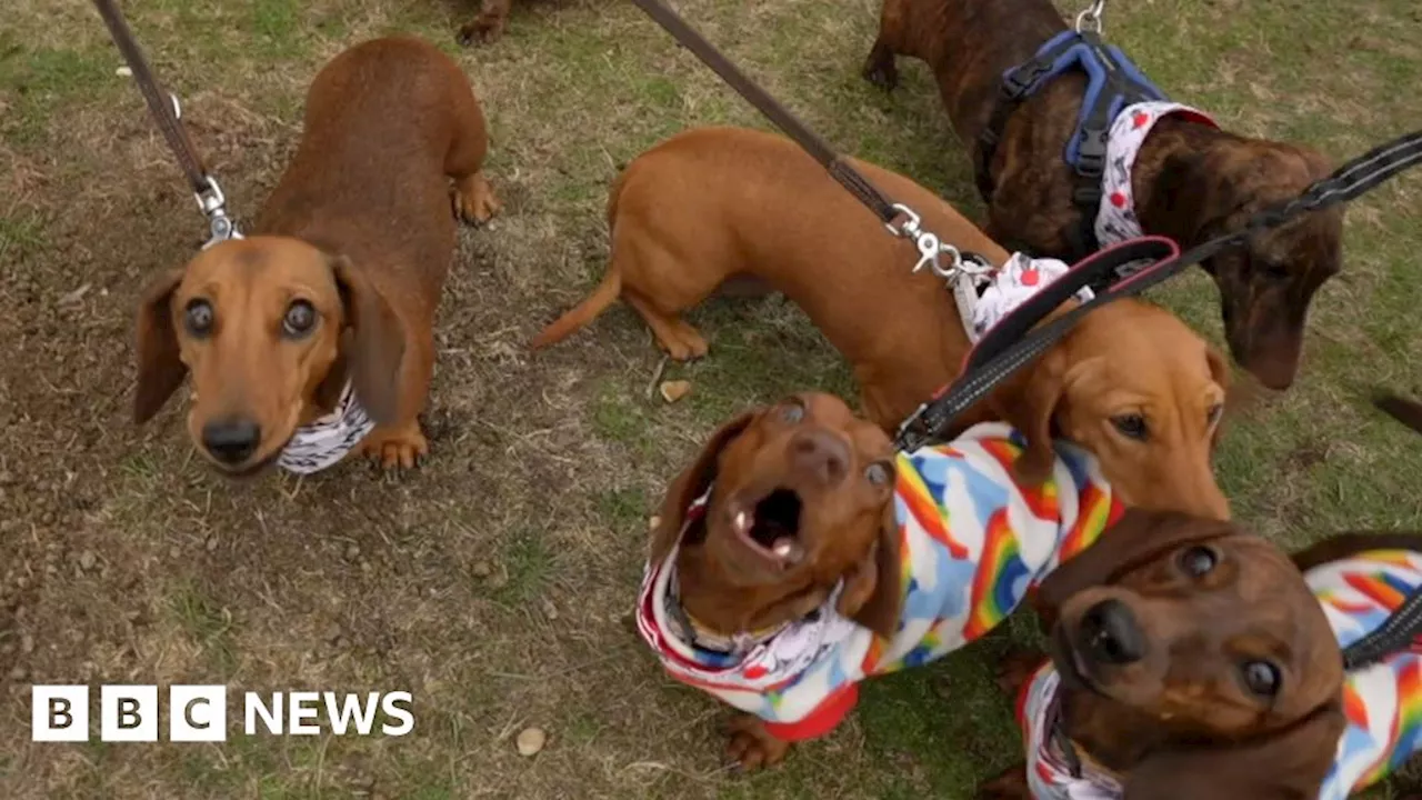 Sausage Dog Owners Flock to Southwold for Annual Walk