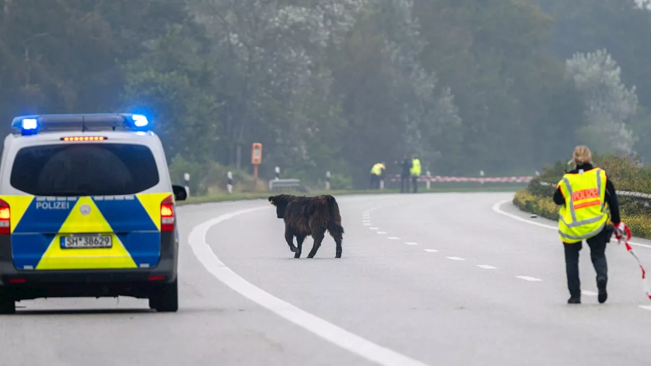 Polizeieinsatz auf A7: Rinder verirren sich auf Autobahn