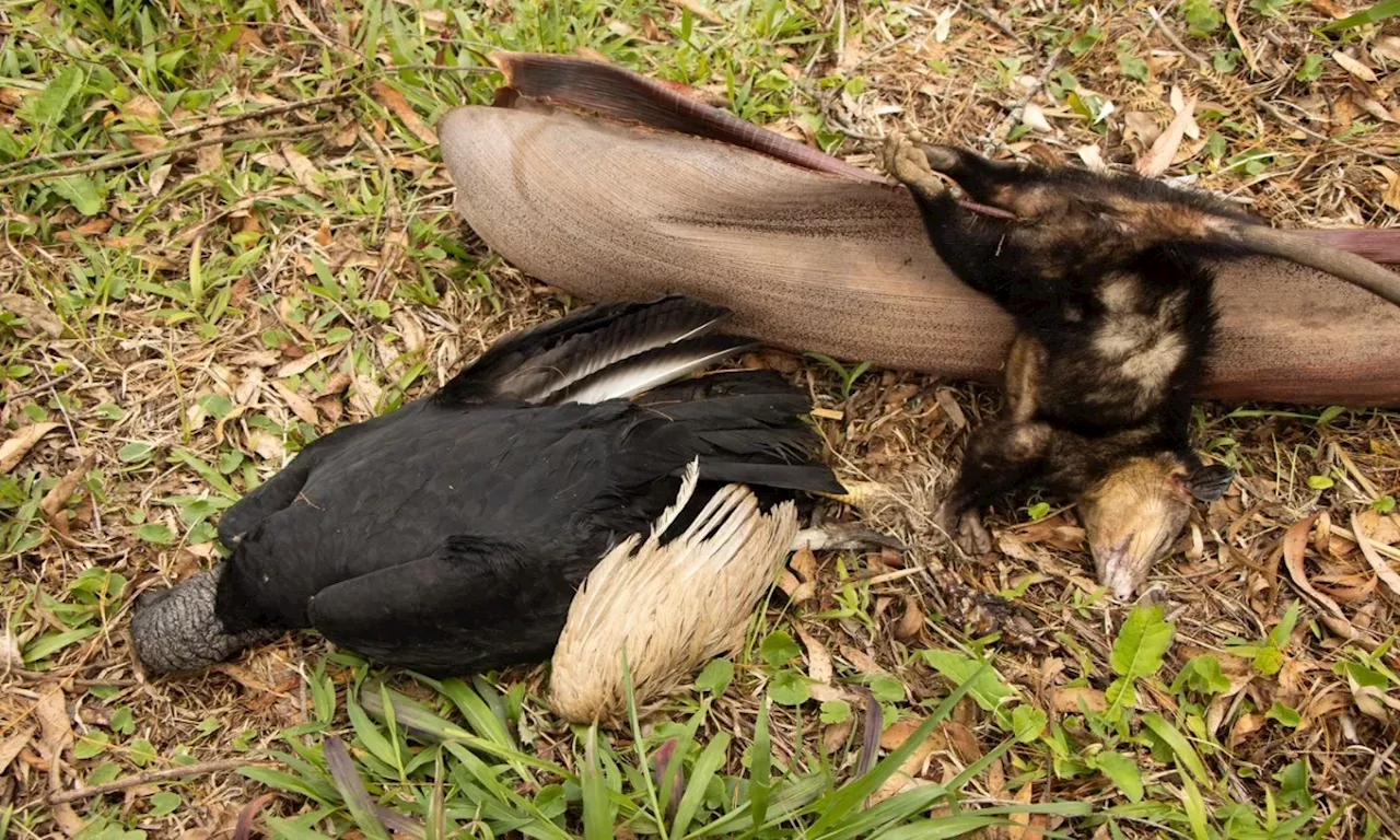 Preocupación en Antioquia por muerte de 16 son gallinazos, una tórtola y una zarigüeya