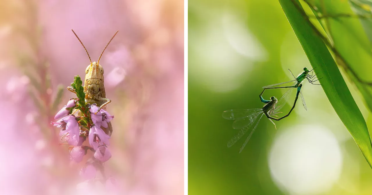 Discovering the Magic of Macro Photography