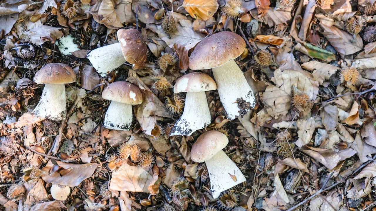 Aussichtsreiche Pilz-Saison in Bayern: Viel Regen, kühles Wetter