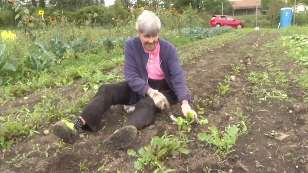 Helpful Harvest: Farmlands Trust volunteers help grow food for families in need