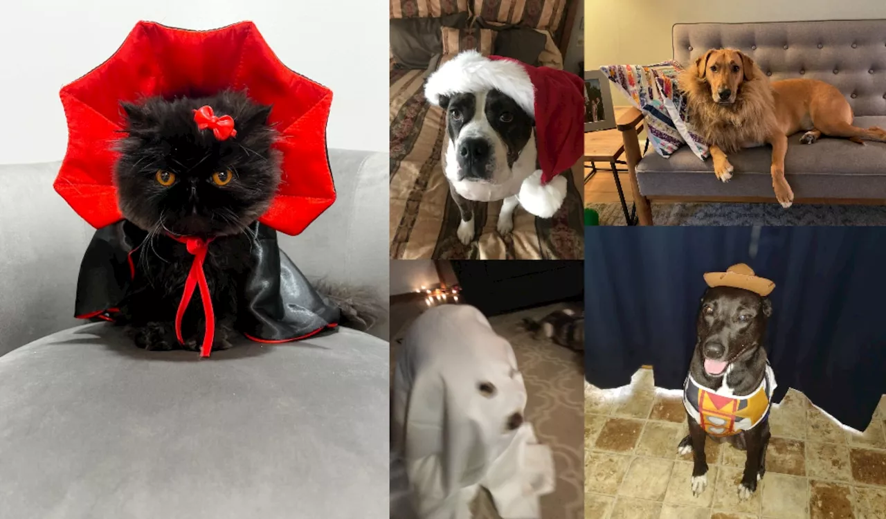 There's still time to vote! Best pet Halloween costume photo contest needs you: (poll)