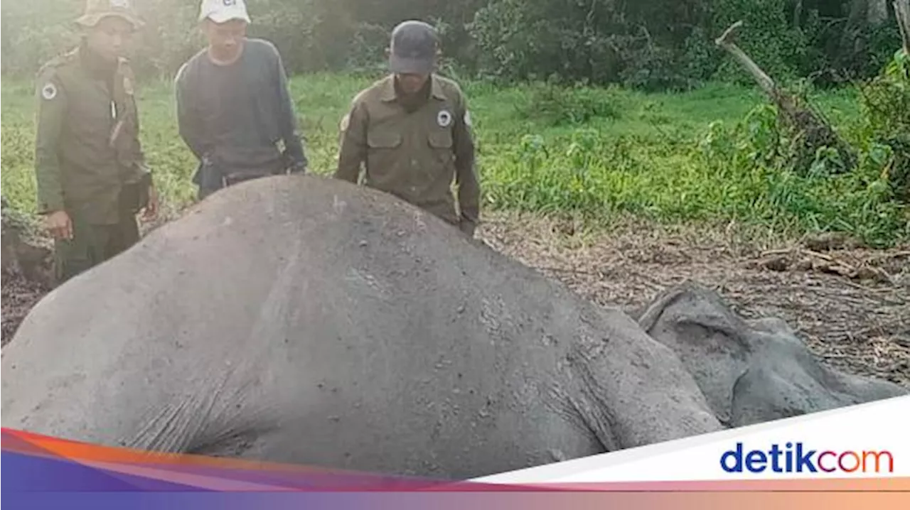 Gajah Liar di TN Way Kambas Ditemukan Mati