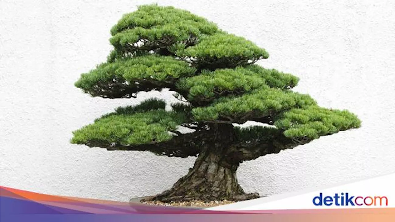 Jangan Taruh 6 Tanaman Cantik Ini di Dalam Rumah, Bahaya!