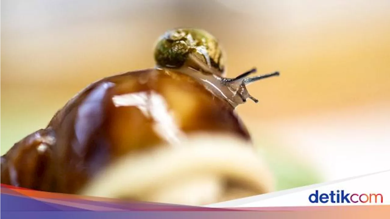 Pakar BRIN Sebut 5 Jenis Keong Ini Bisa Jadi Obat Herbal, Apa Saja?