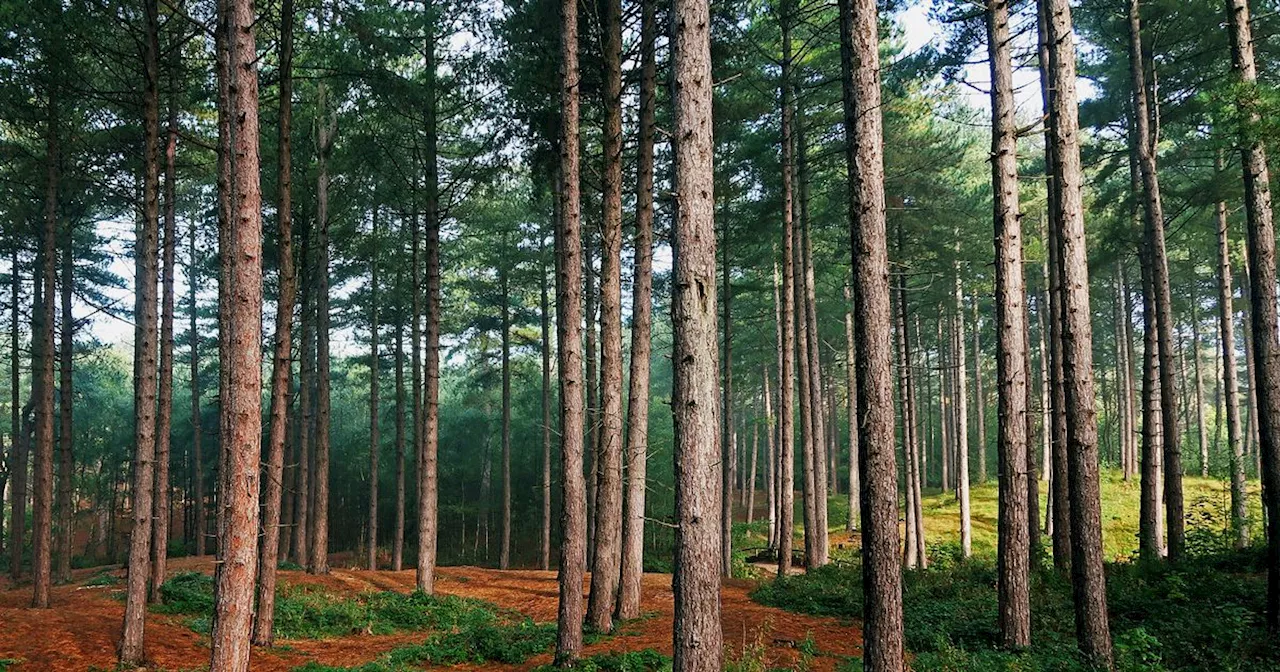 National Trust issues 'worried' update over future of 500 sites