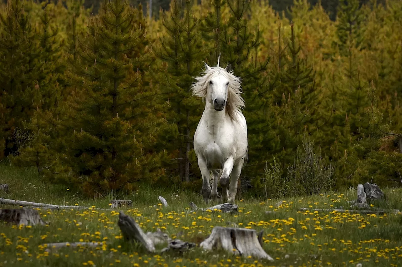 Globe Climate: What happens to Alberta’s wild horses?