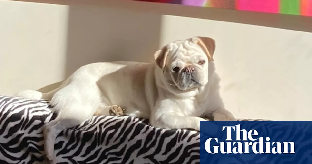 The pet I’ll never forget: Verity, the kleptomaniac pug who stole my heart