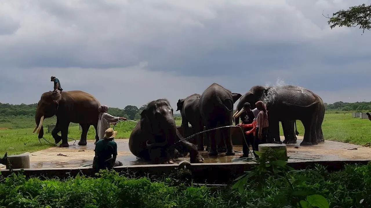 Gajah Liar di Lampung Ditemukan Mati, Tim Dokter Hewan Lakukan Nekropsi