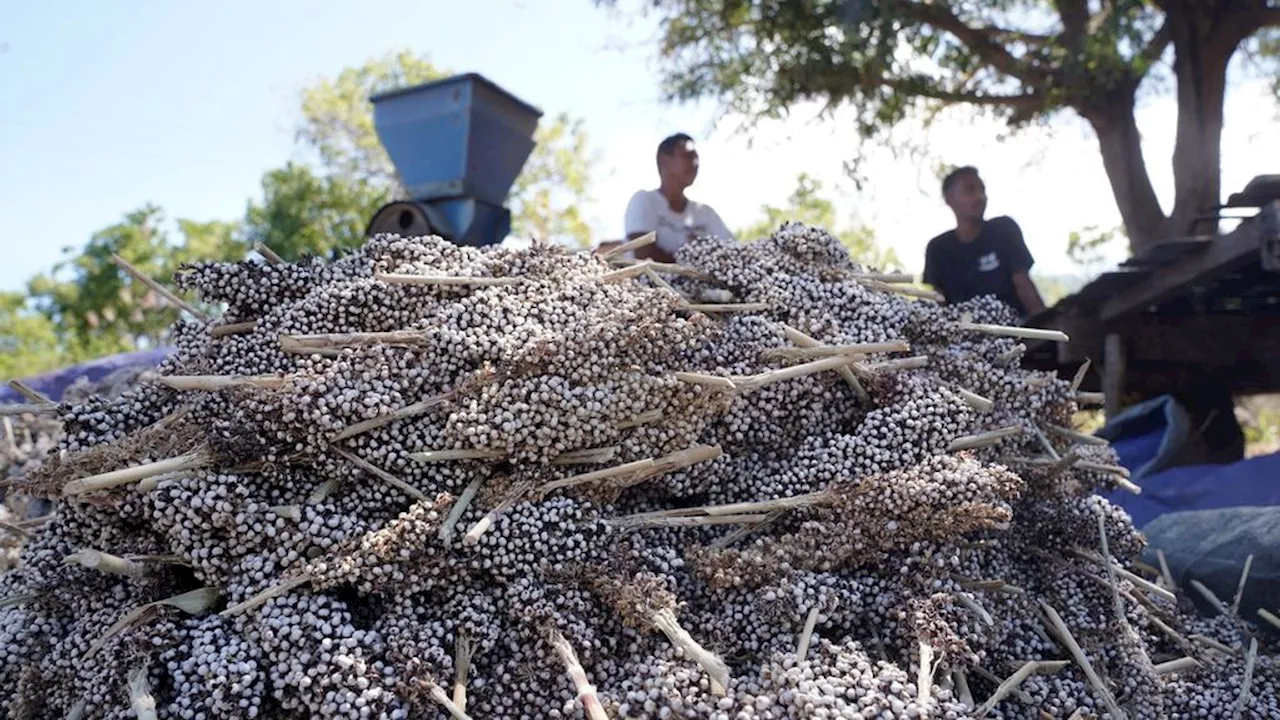 Petani di Pulau Bintan Bagikan Sorgum Gratis untuk Dorong Konsumsi Pangan Alternatif