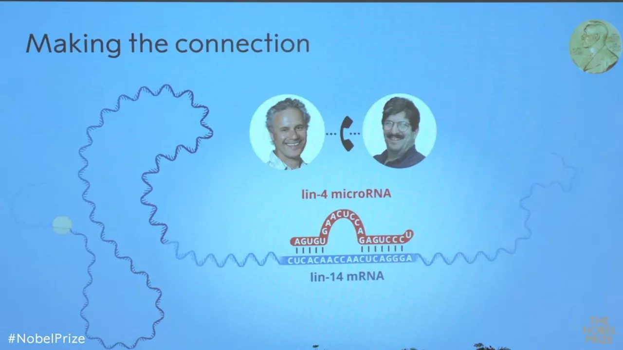 Nobelpreis geht an Victor Ambros und Gary Ruvkun für Entdeckung der microRNA