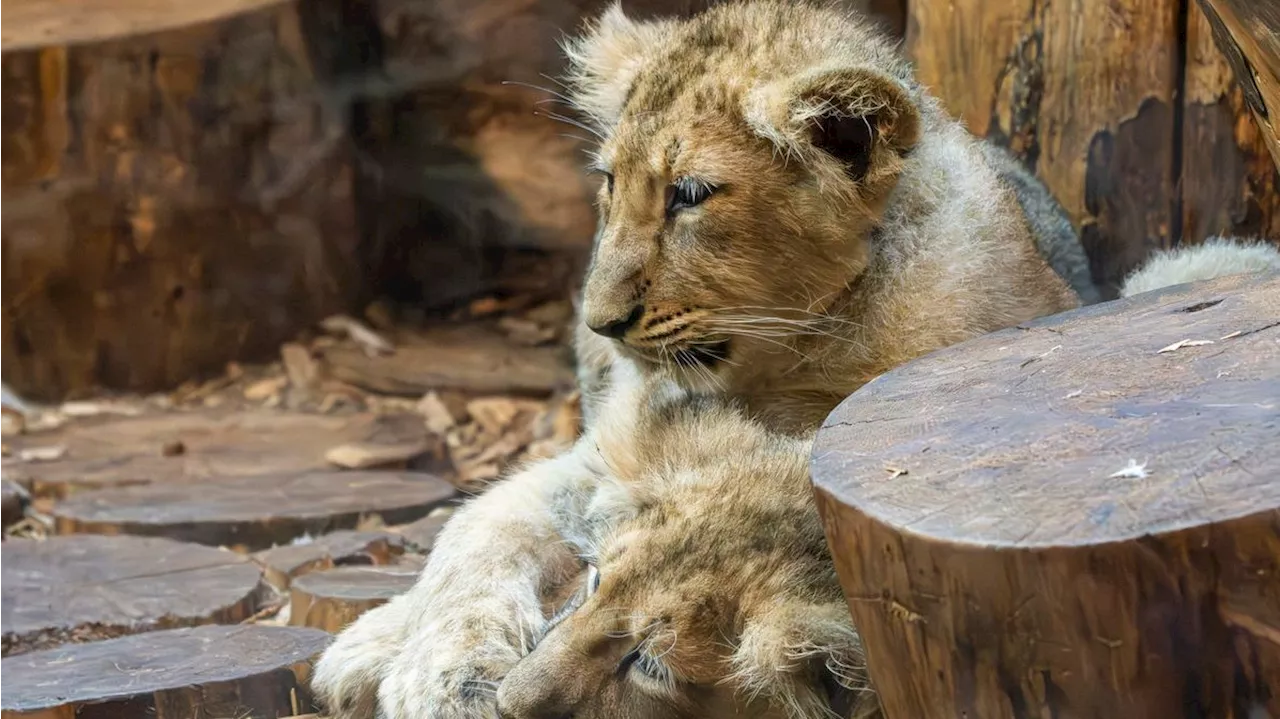 Auch Babys! Über 50 Raubkatzen sterben an Vogelgrippe