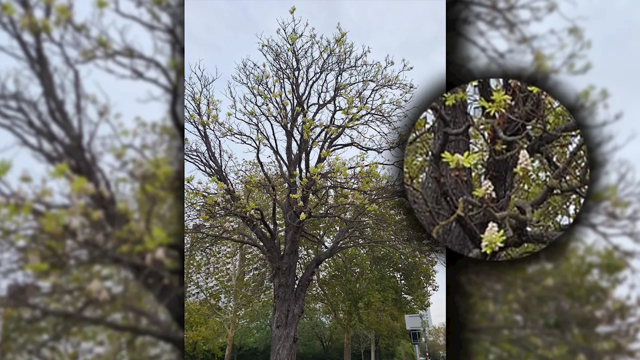 Rätsel um Kastanienbaum, Wienerin kann es nicht glauben