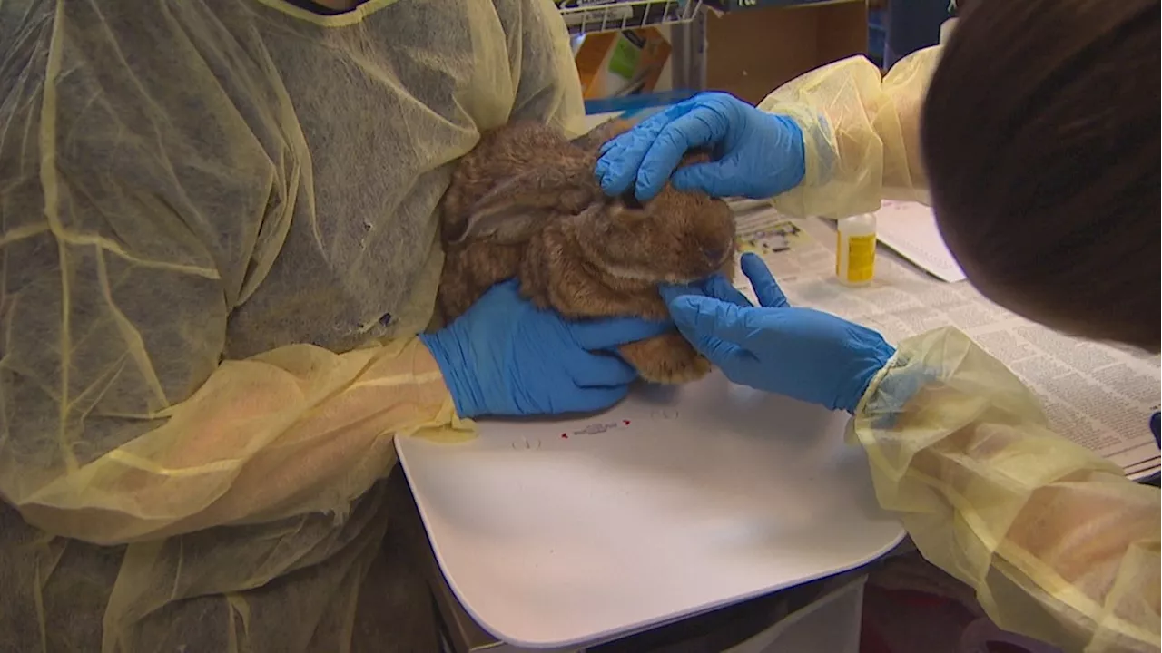 Deadly rabbit virus found on Lopez and Orcas Islands