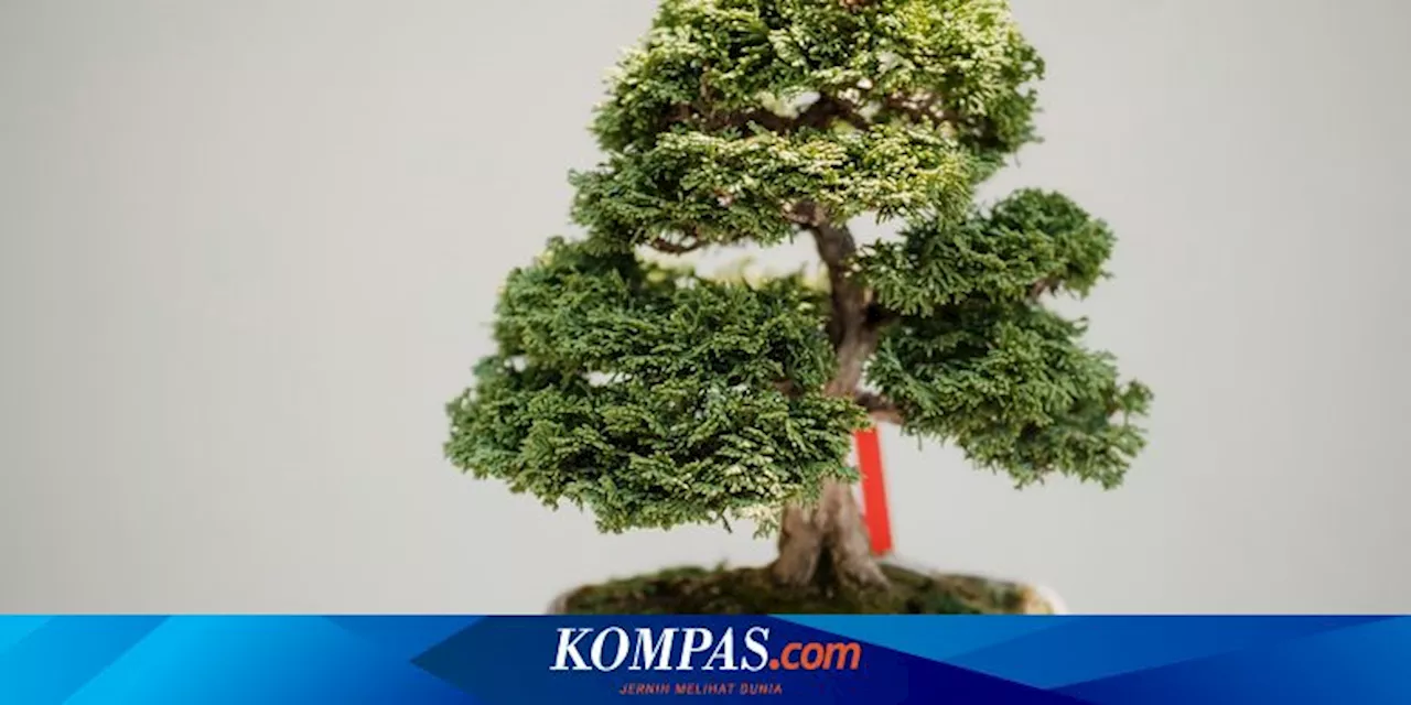 6 Pohon Bonsai yang Mudah Dirawat dan Cocok untuk Pemula