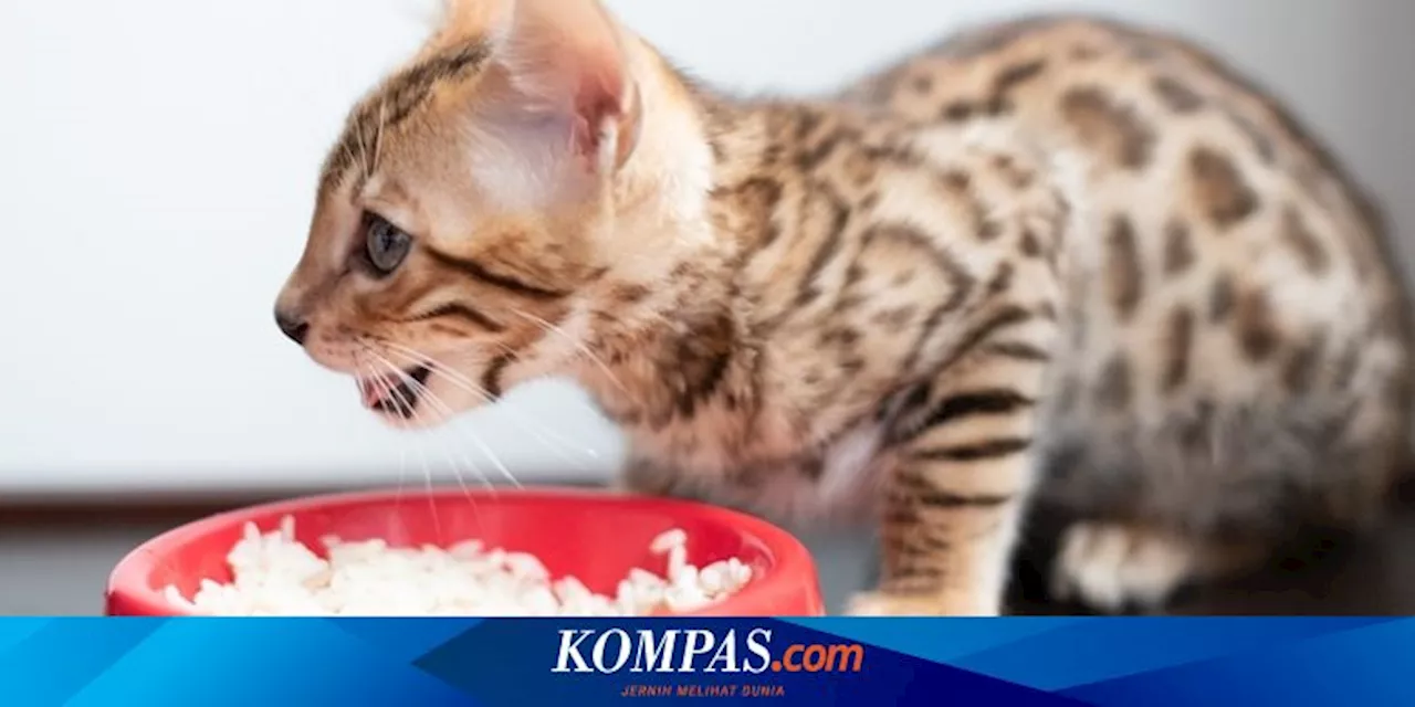 Bahaya Memberi Nasi dan Ikan kepada Kucing