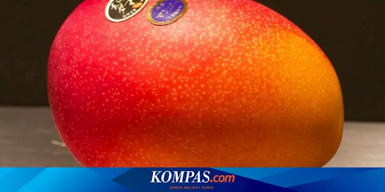 Bisa Dihargai Rp 31 Juta Per Buah, Apa Keistimewaan Mangga Miyazaki?