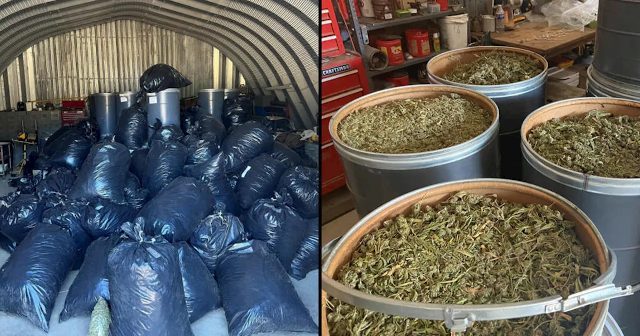 30K plants, 11 tons of processed cannabis seized in Mendocino Co. operations