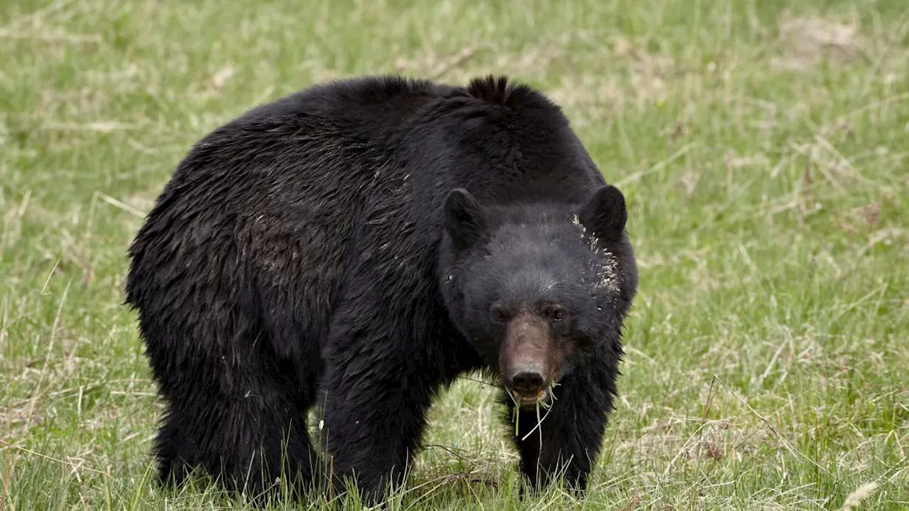 Bear with 3 cubs attacks man after breaking into Colorado home
