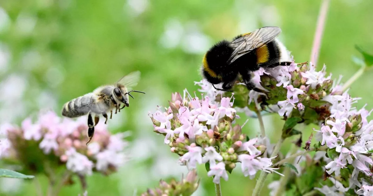 Imker schlagen Alarm: Aggressive Hummeln attackieren die Bienen