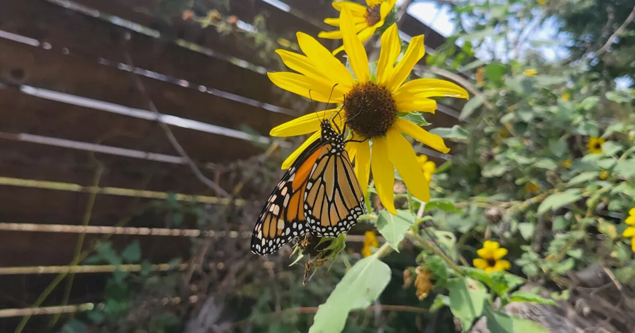 This fall's monarch butterfly migration through Texas doesn't look promising