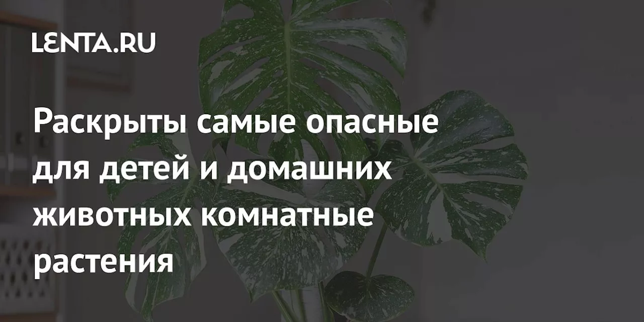 Биолог предупредил: некоторые комнатные растения опасны для детей и животных