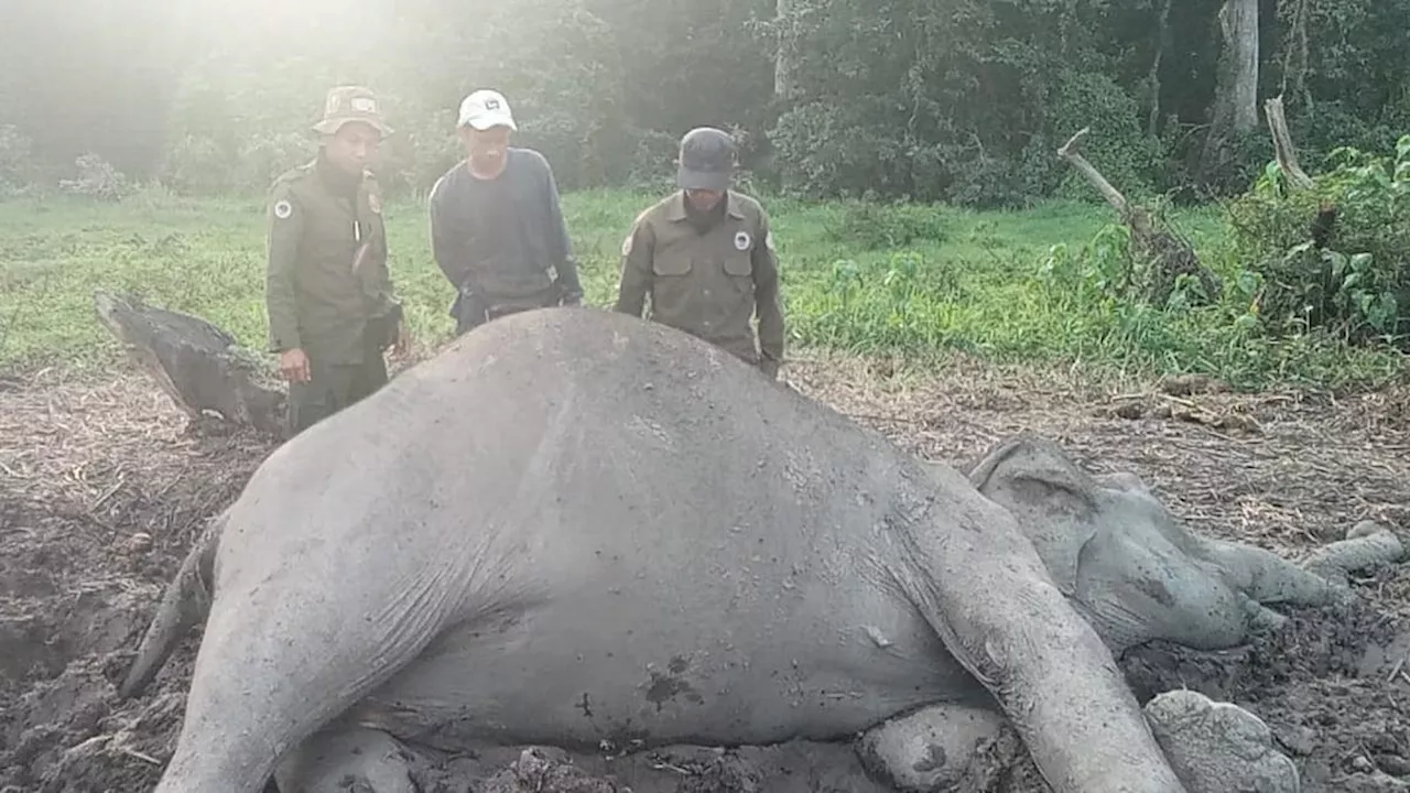 Gajah Sumatra Ditemukan Mati di Taman Nasional Way Kambas