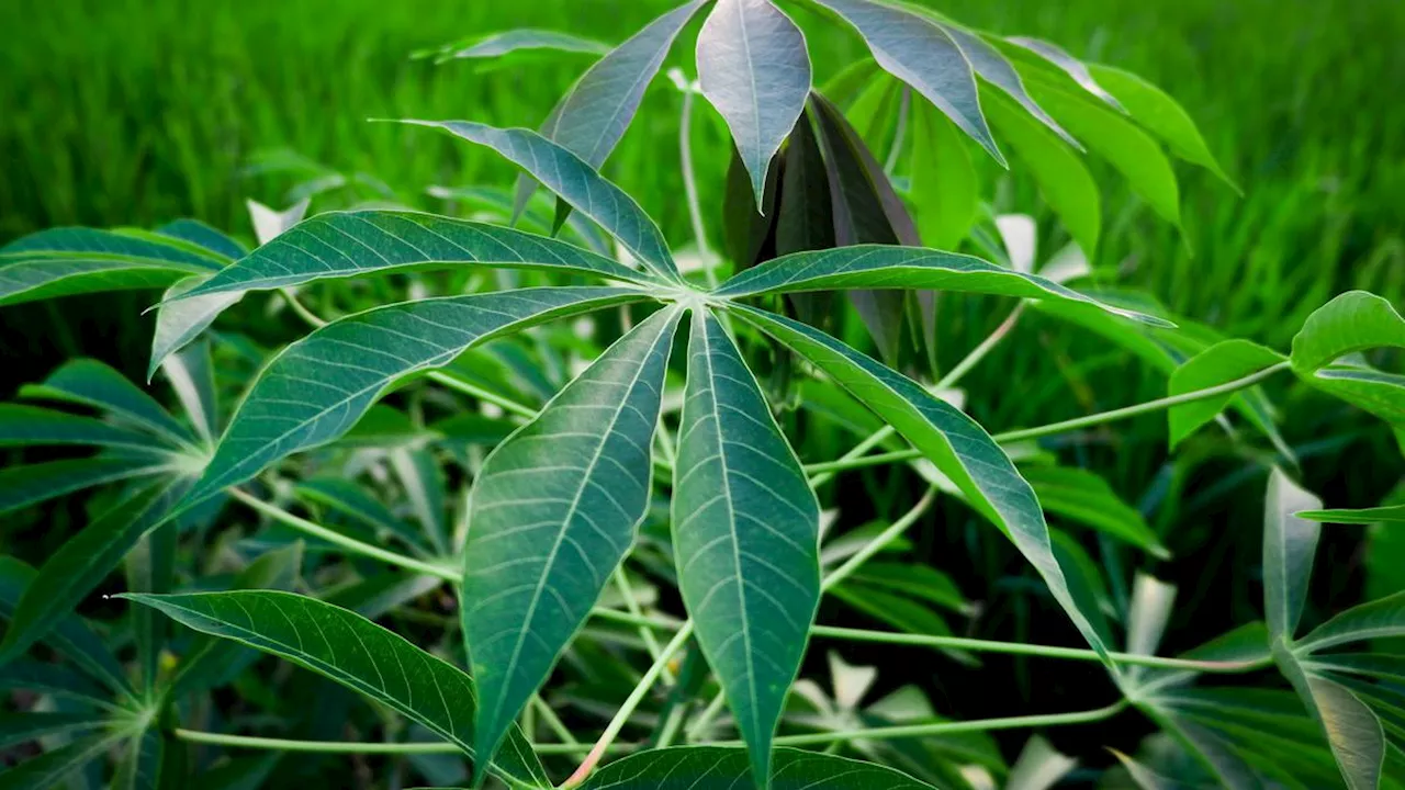 Tak Pahit Lagi, Begini Cara Merebus Daun Singkong untuk Urap