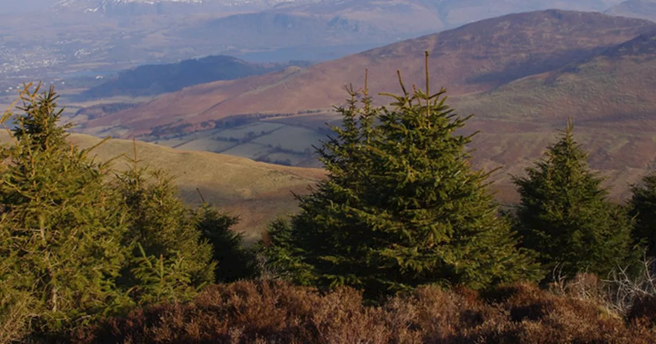 Lake District forest named one of best in UK for 'ultimate autumnal scenes'