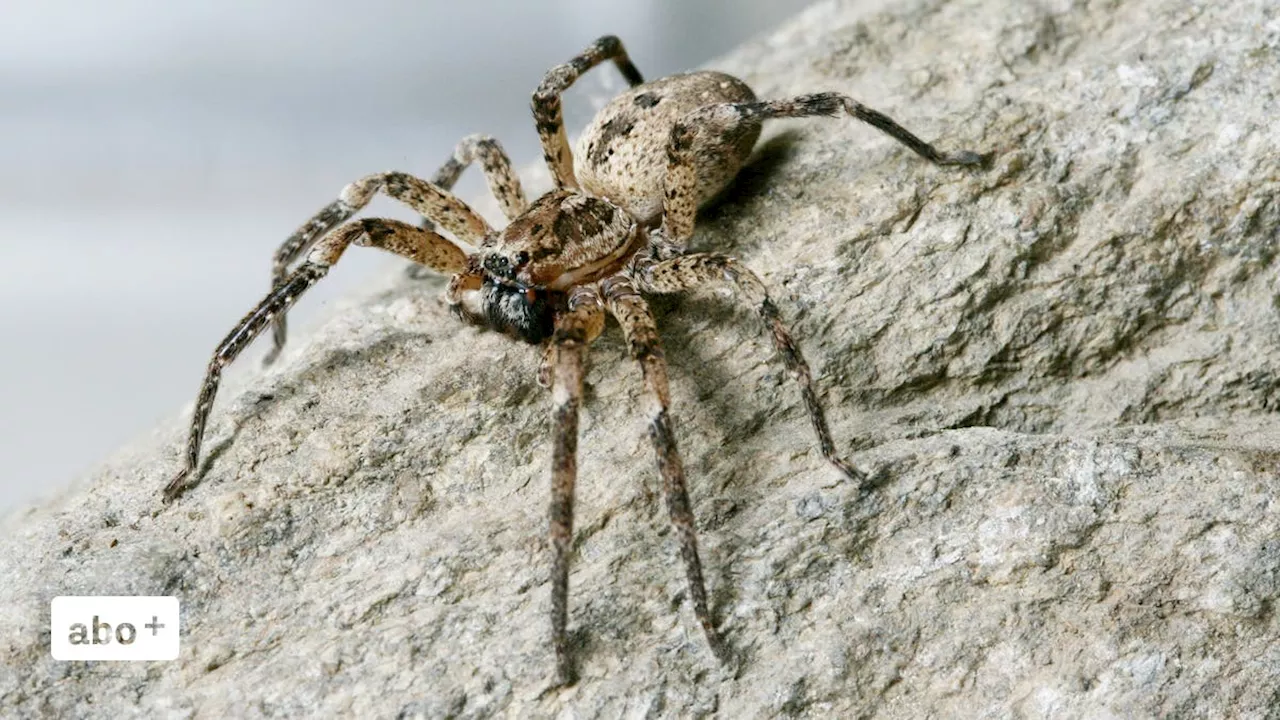 Die Nosferatu-Riesenspinne kommt im Kanton Luzern immer häufiger vor