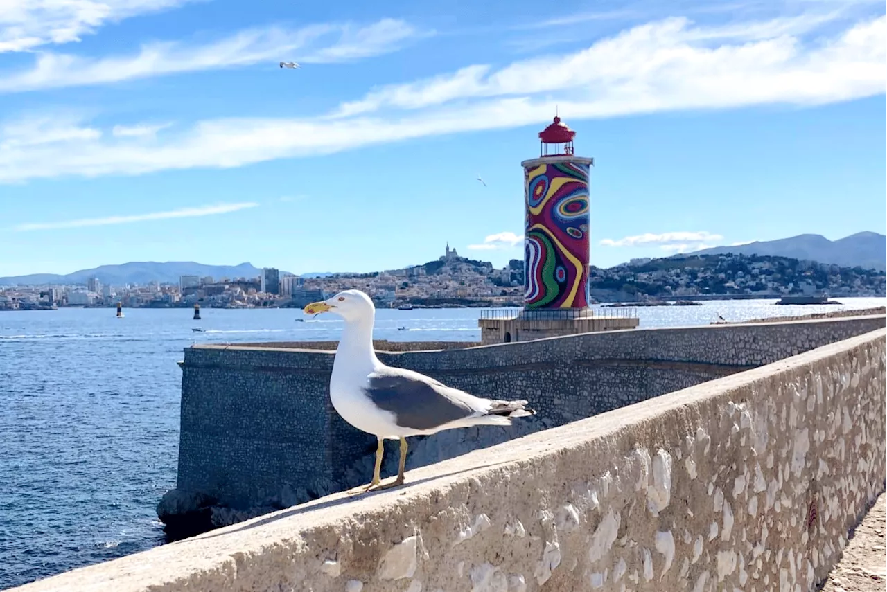 Les gabians s'installent à Marseille, mais cohabitent mal avec les humains.