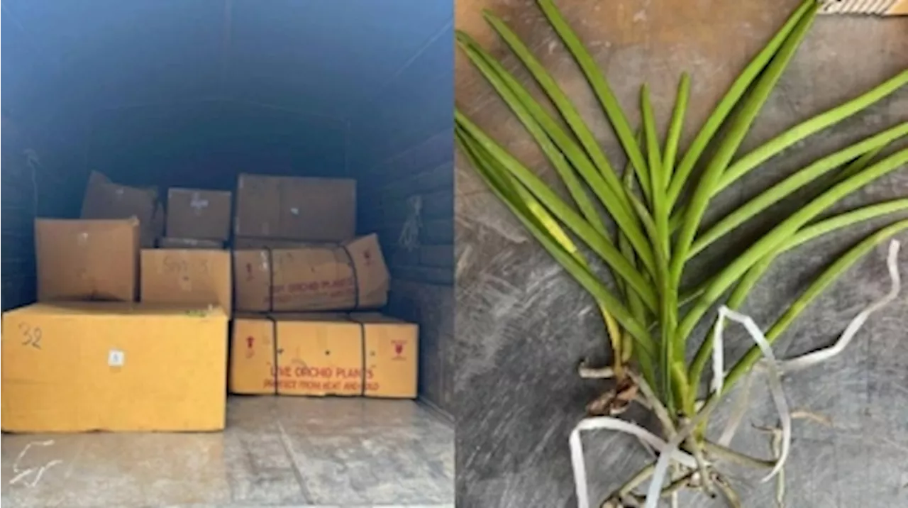 General Operations Force seizes 40,000 smuggled orchids valued at RM2.1m from Thailand