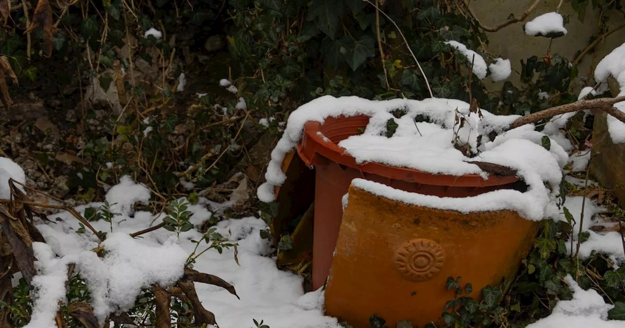 Gardener's seven tips to prevent frost damaging your garden during winter