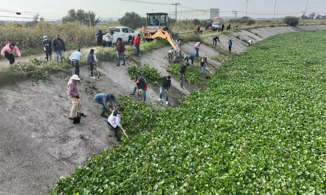 Laguna de Zumpango alcanza nivel óptimo mientras lirio acuático aumenta