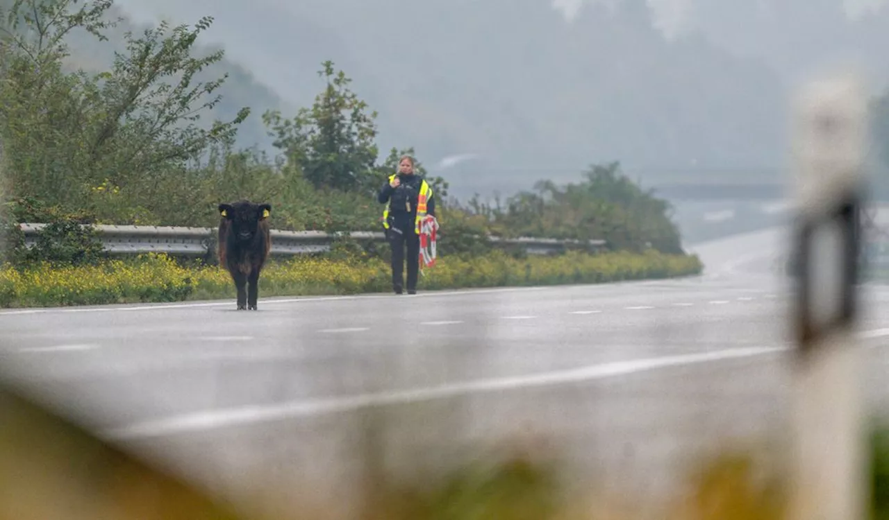 A7: Rinder sorgen für stundenlange Vollsperrung – schließlich schießt die Polizei