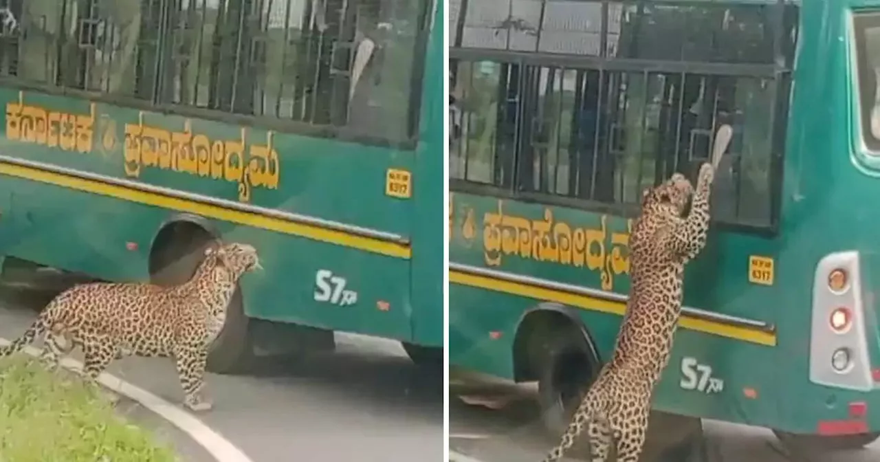 टूरिस्ट बस की विंडो का शीशा खुला देख अंदर घुसने लगा तेंदुआ, बन्नेरघट्टा बायोलॉजिकल पार्क का वीडियो वायरल