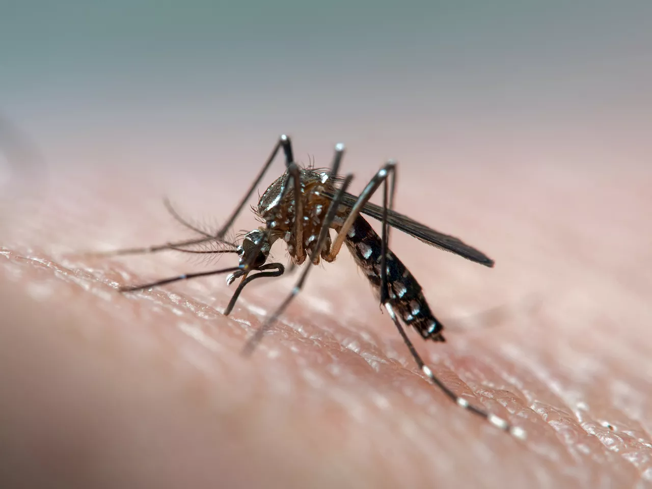 First locally acquired case of dengue virus reported in Escondido