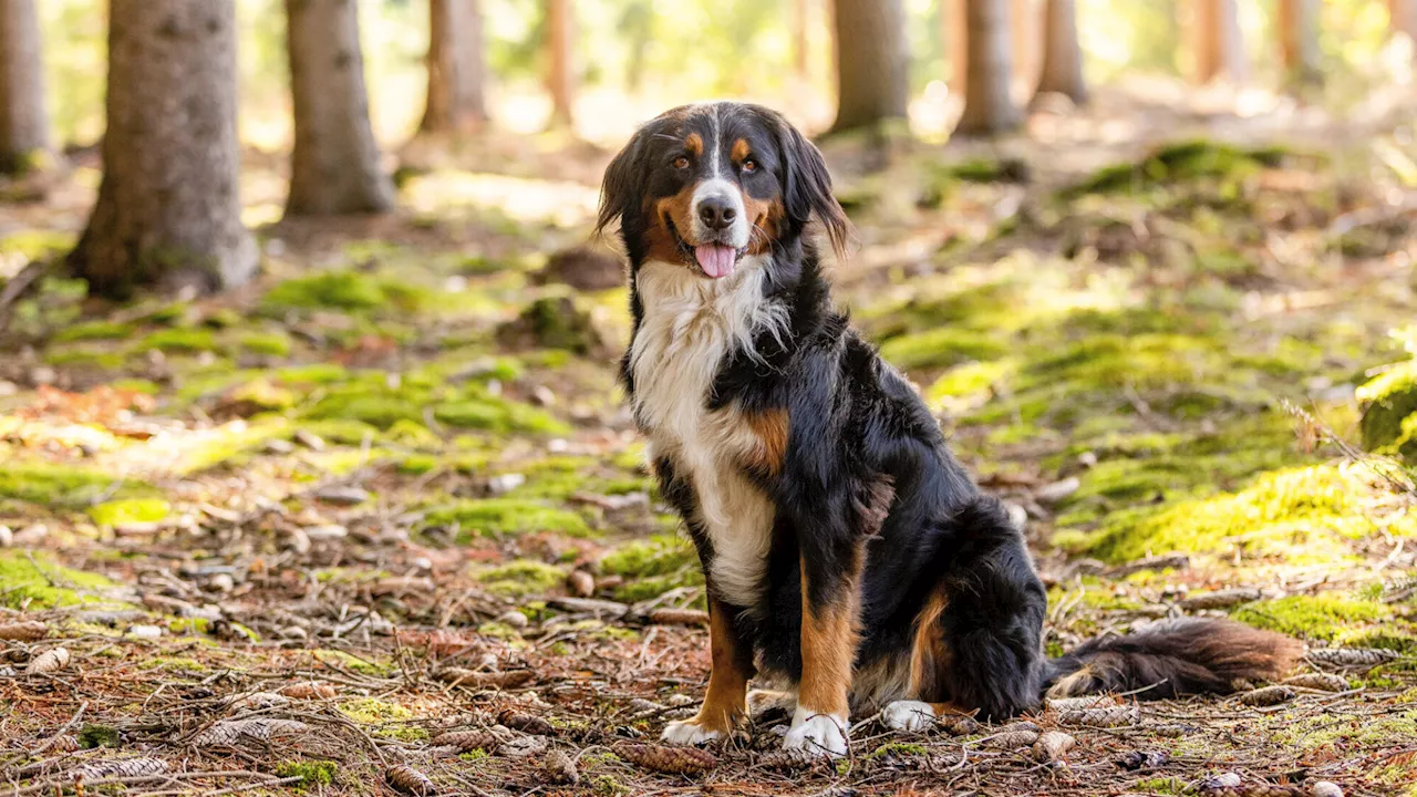 Jaidhof: Berner Sennenhund von Jäger abgeschossen