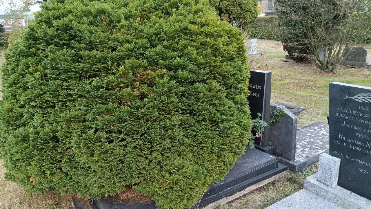 Hans ergert zich aan vieze grafstenen vol bomen en struiken: 'Triest'