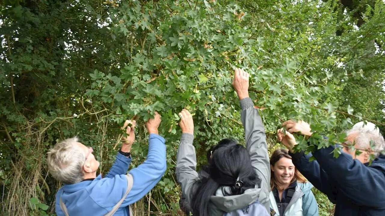 Des graines d’arbres récoltées pour des haies de demain à Saint-Aubin-du-Perron