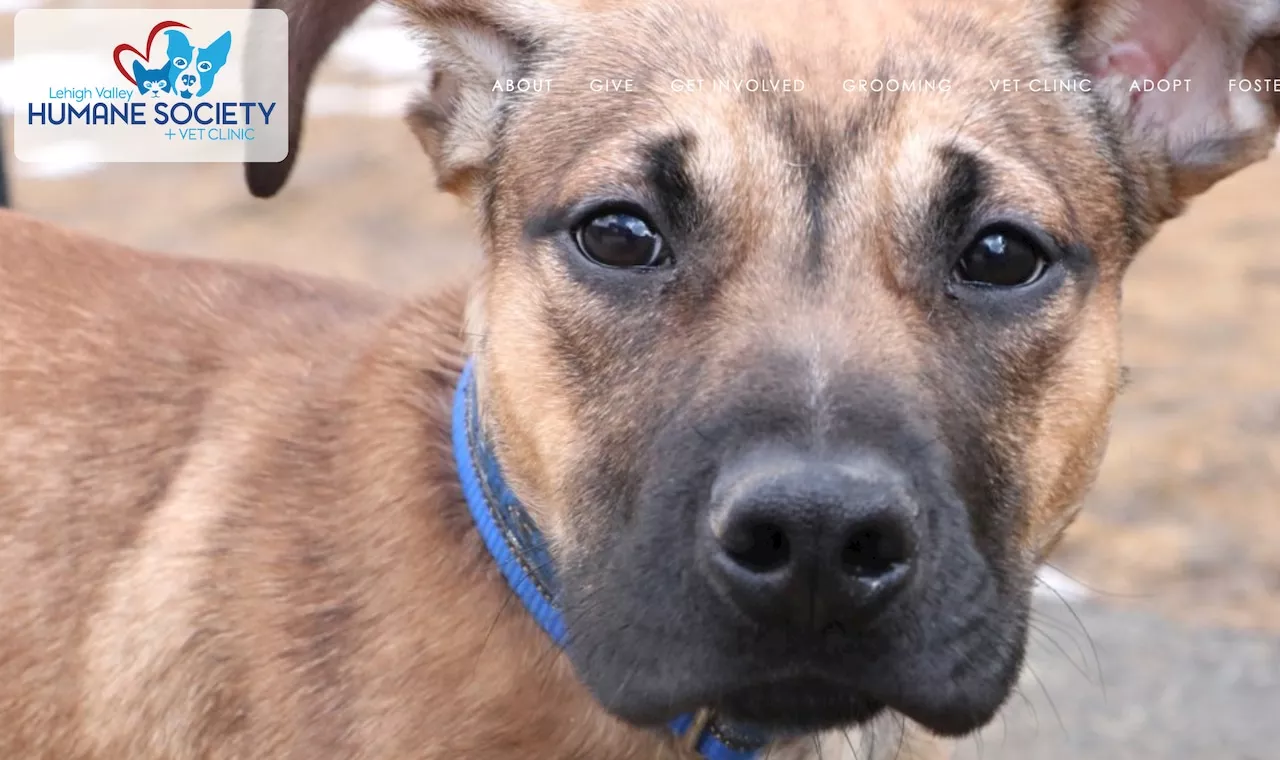 Pa. humane society remains closed following large animal rescue that put it over capacity